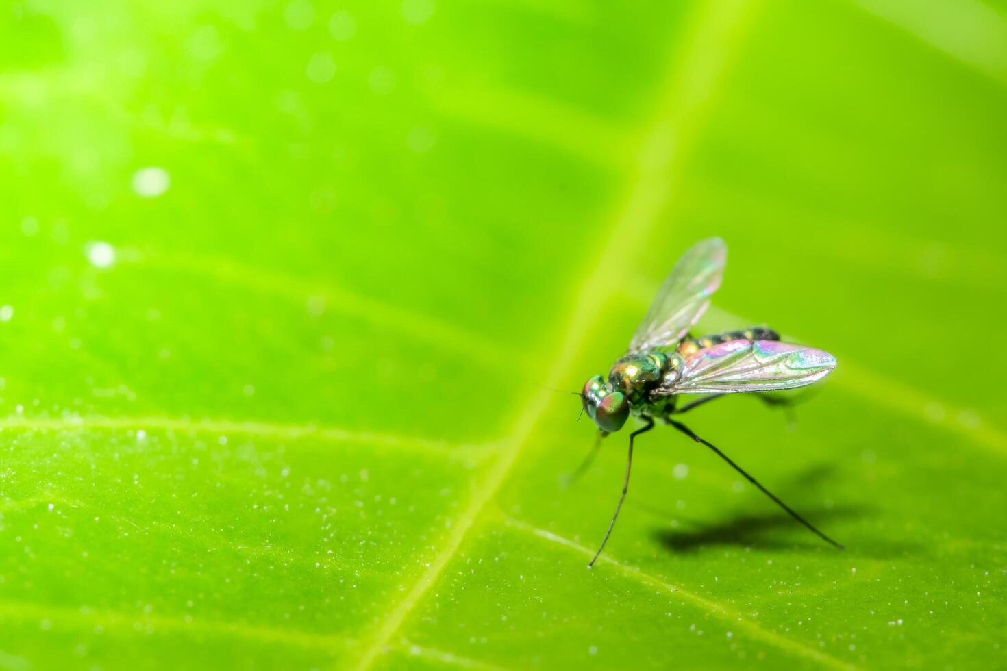 volar en una hoja foto