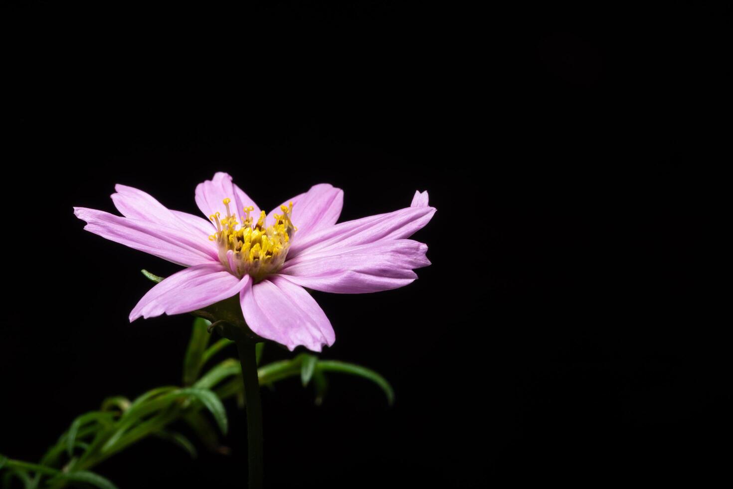 flor rosa sobre fondo negro foto