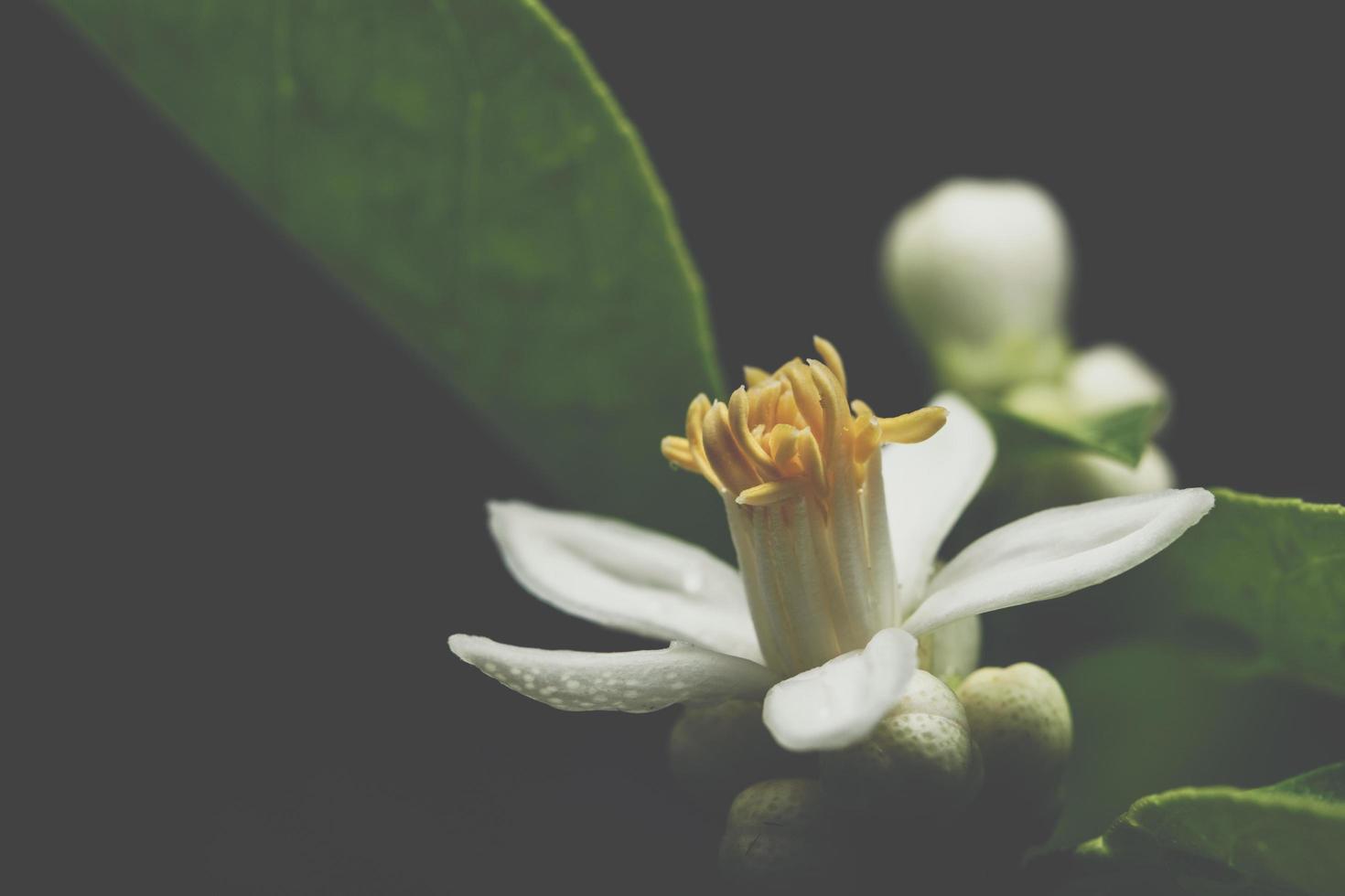 Dark flower background photo