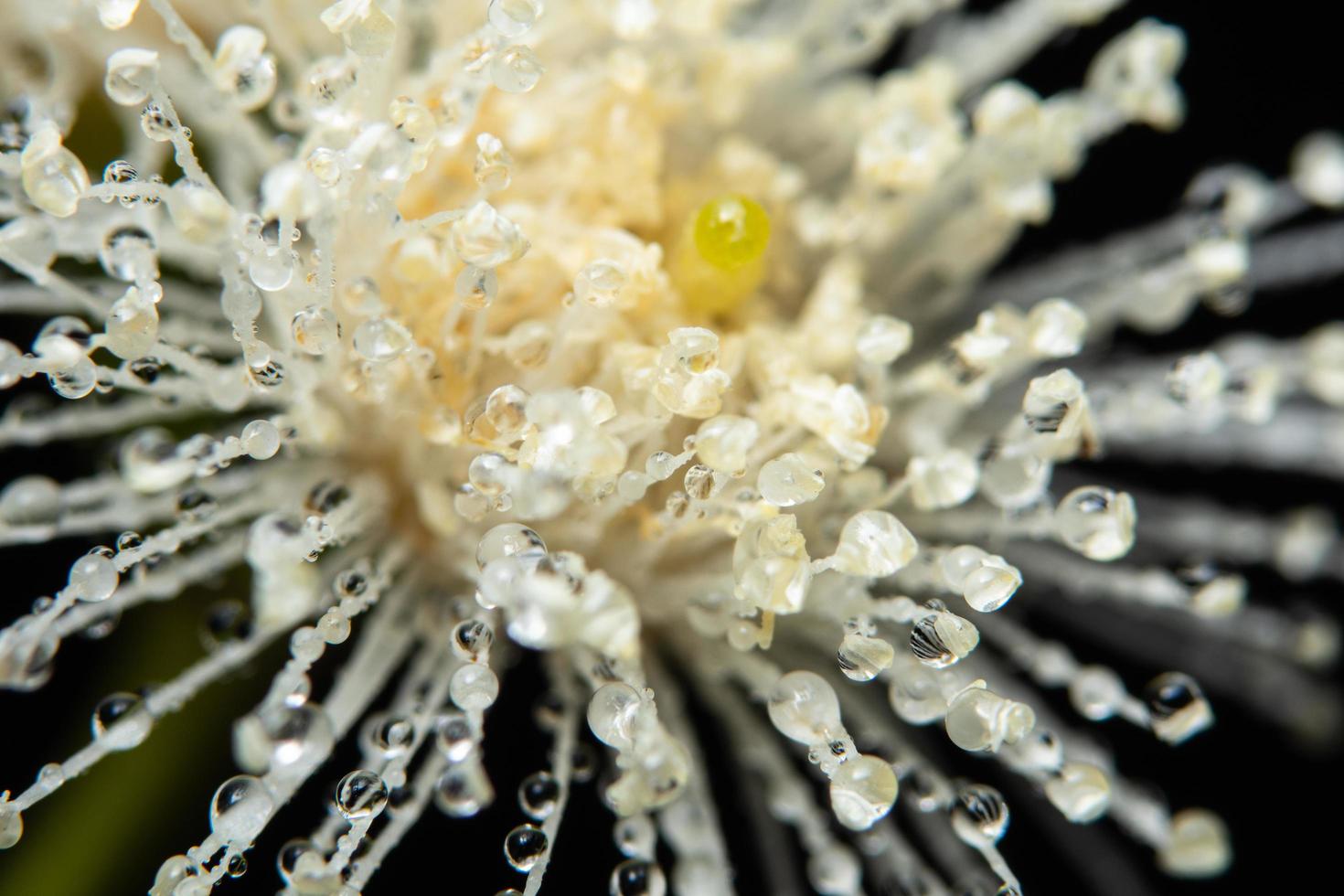 gotas de agua sobre una flor foto