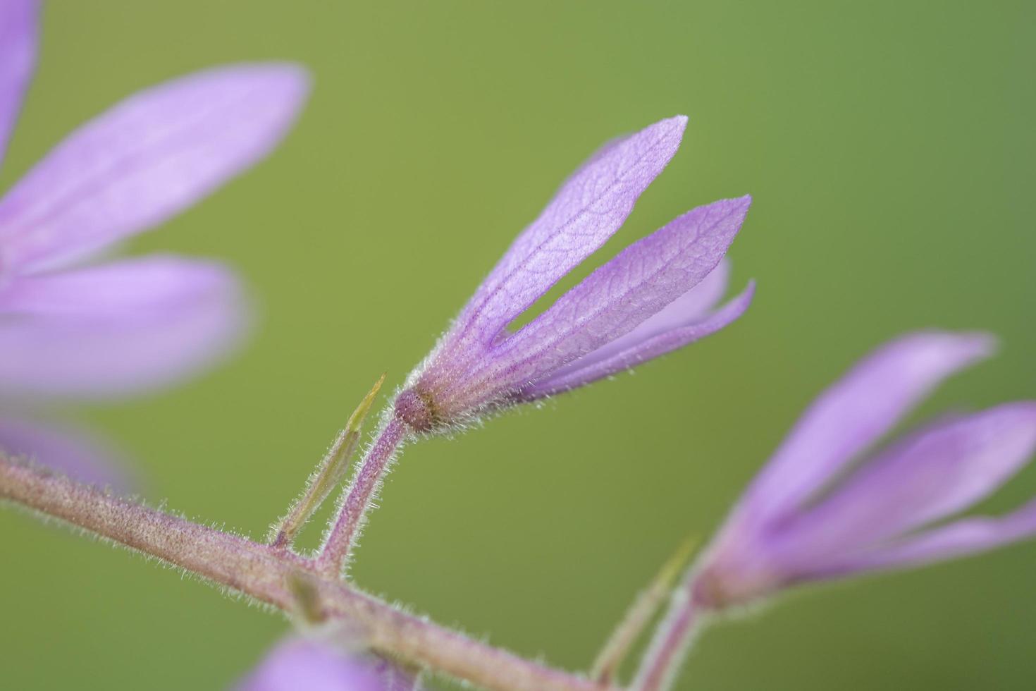 Purple flowers on green background photo