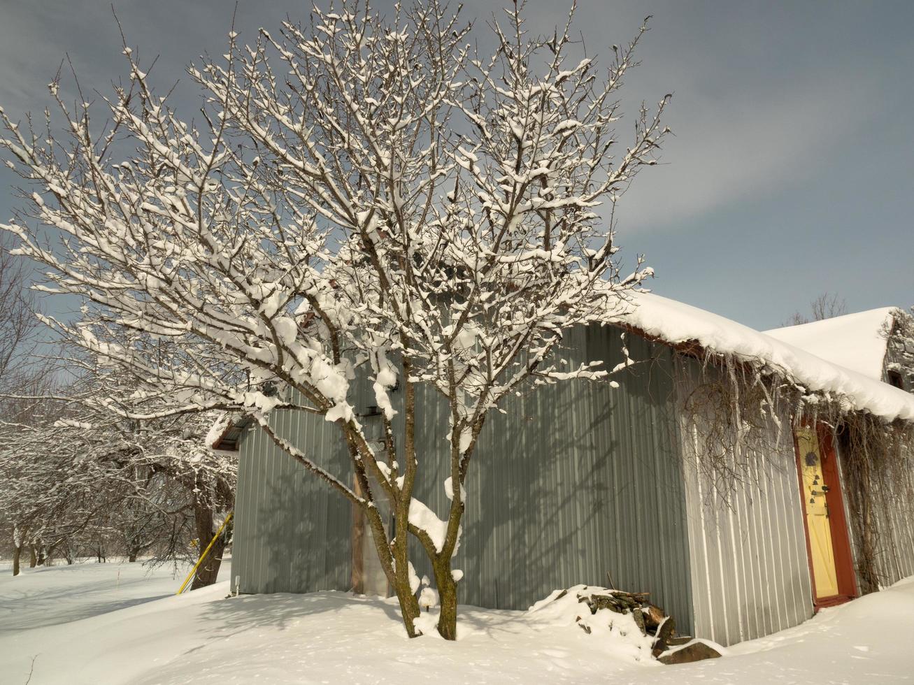 Tree branches and a barn covered in snow photo