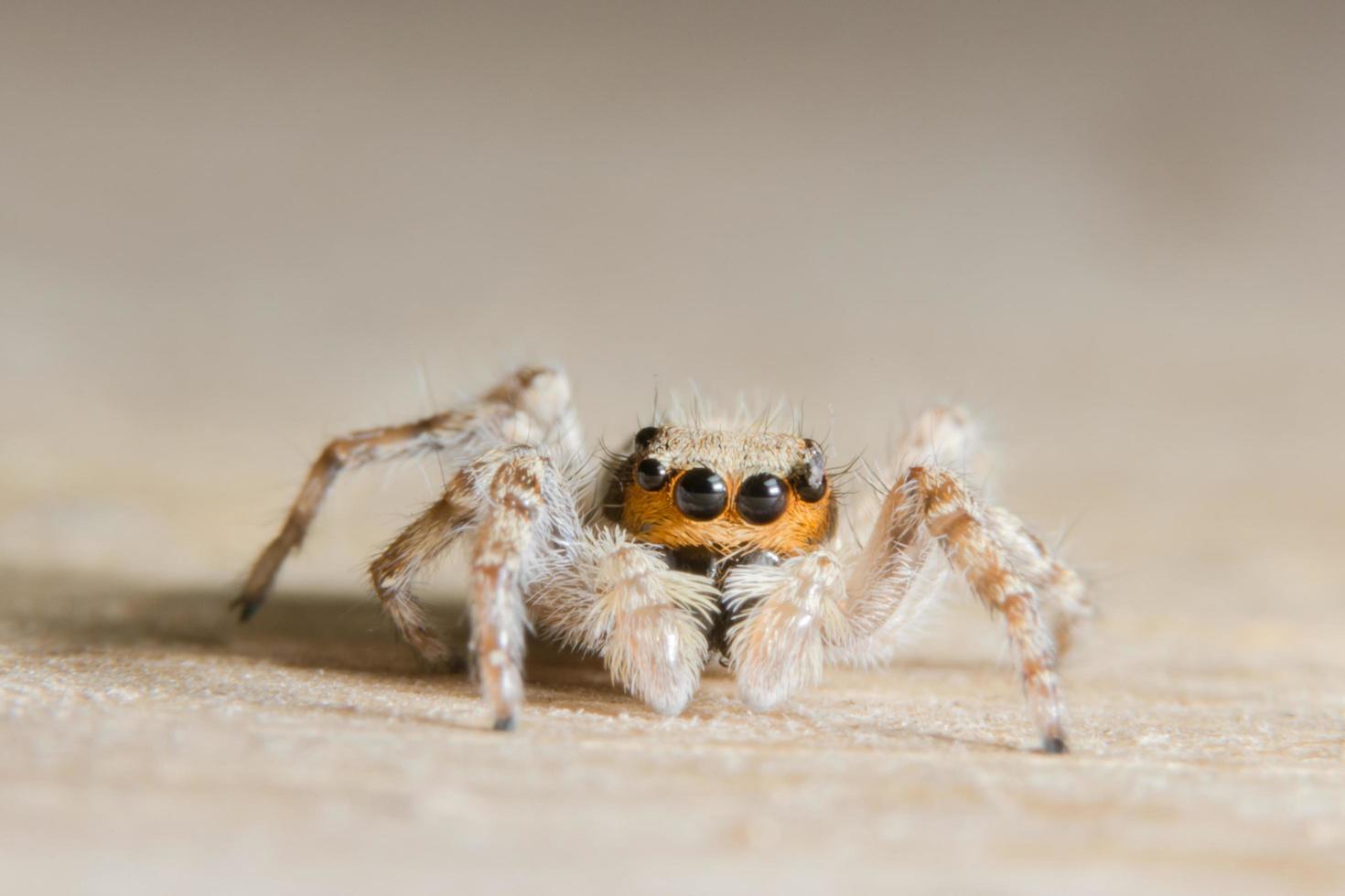 Spider on wood background photo