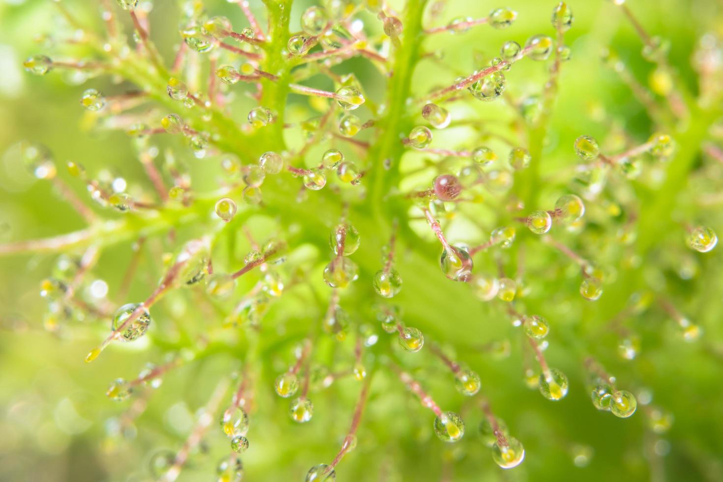 gotas de agua sobre una flor foto