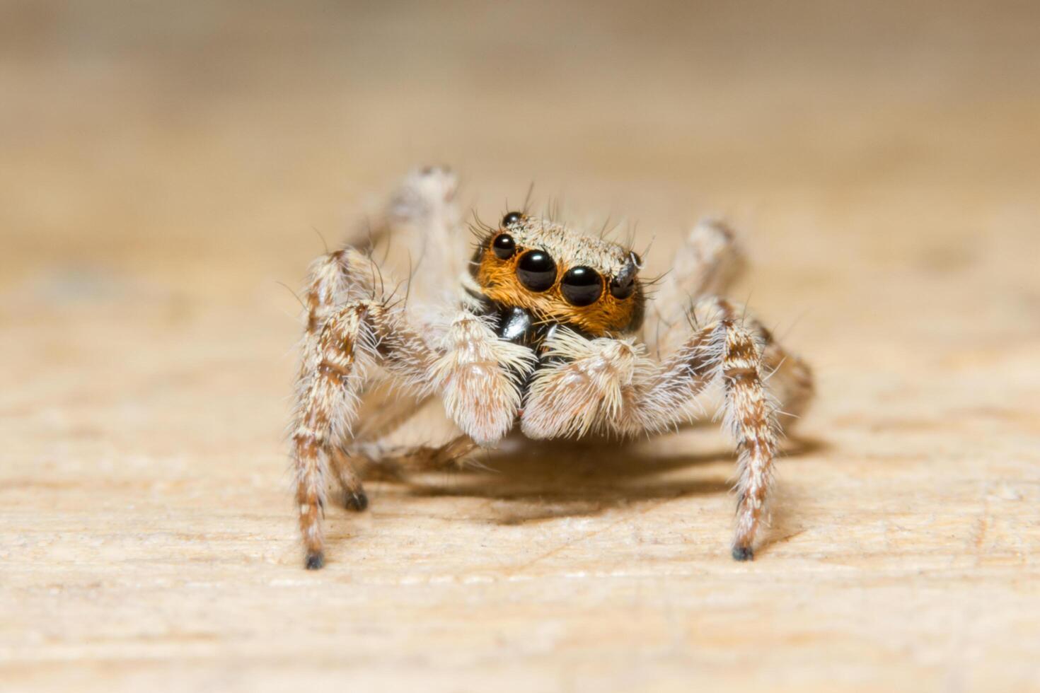 Araña en un escritorio de madera, Foto de primer plano