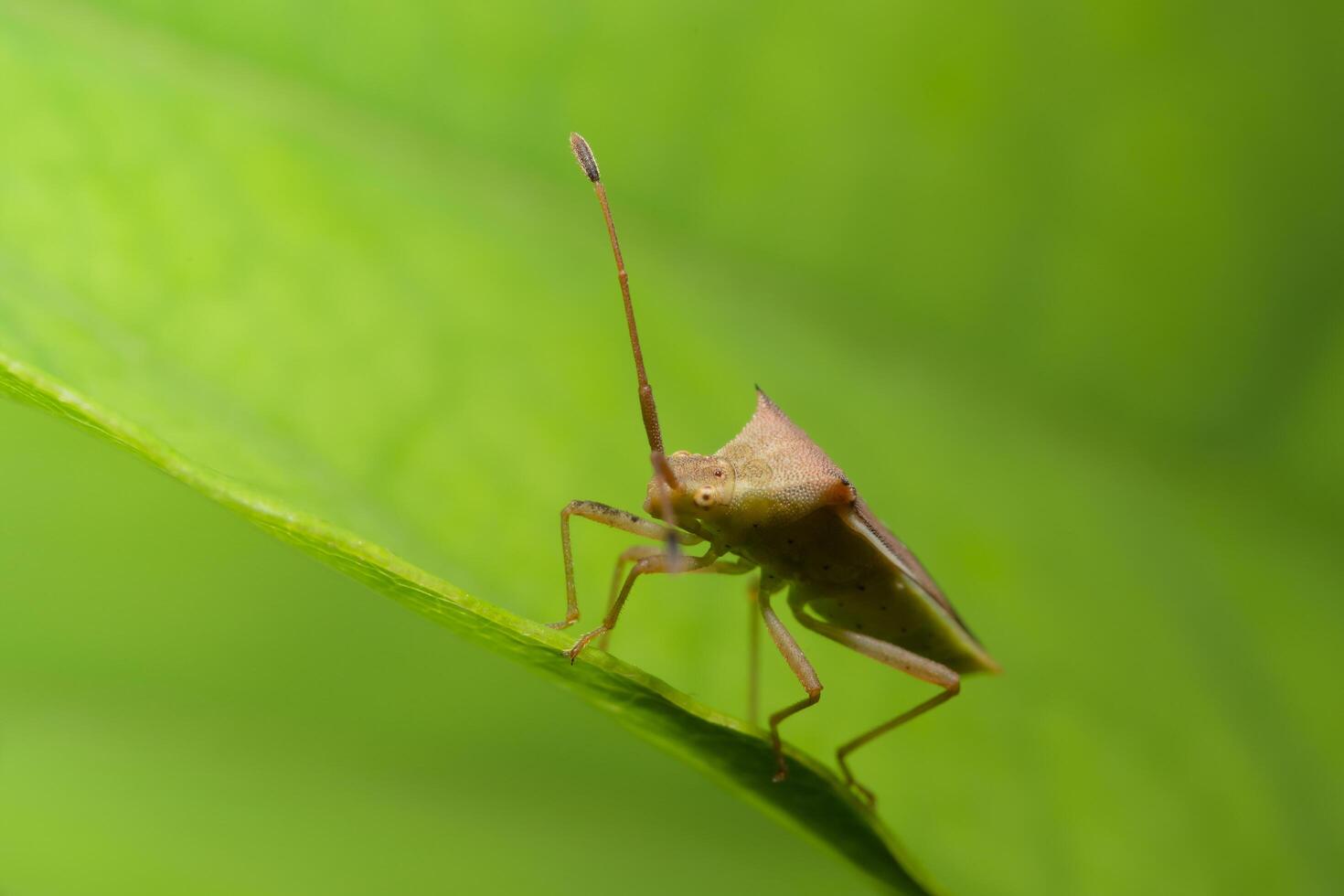 Insecto asesino marrón en una flor foto