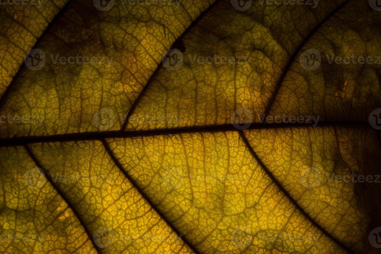 A close up of a leaf with yellow veins photo