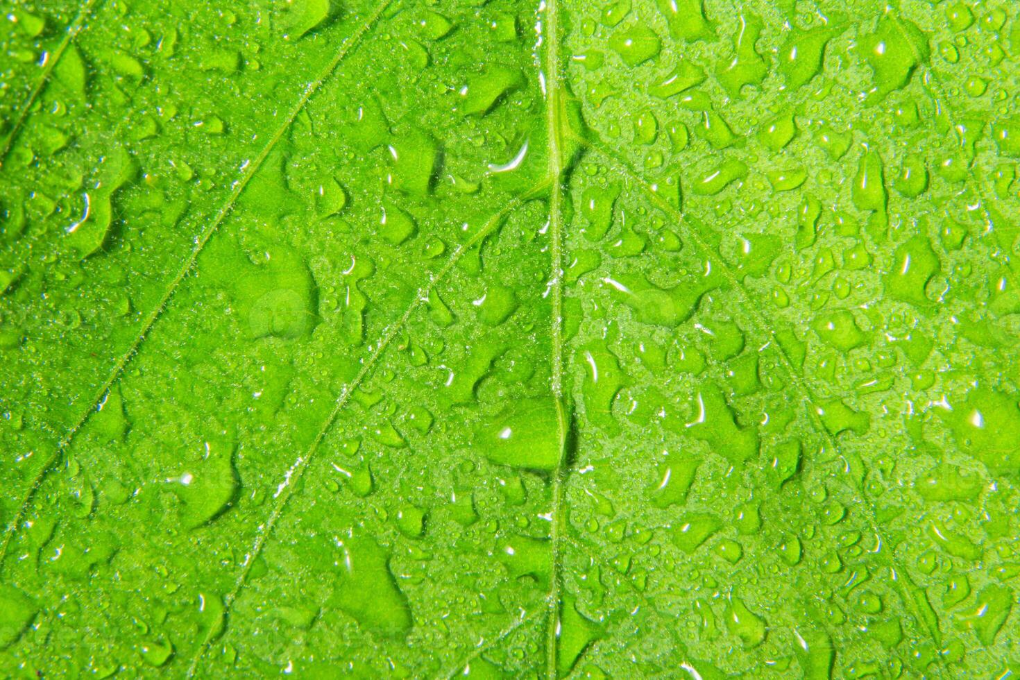 A close up of a green leaf with water droplets photo