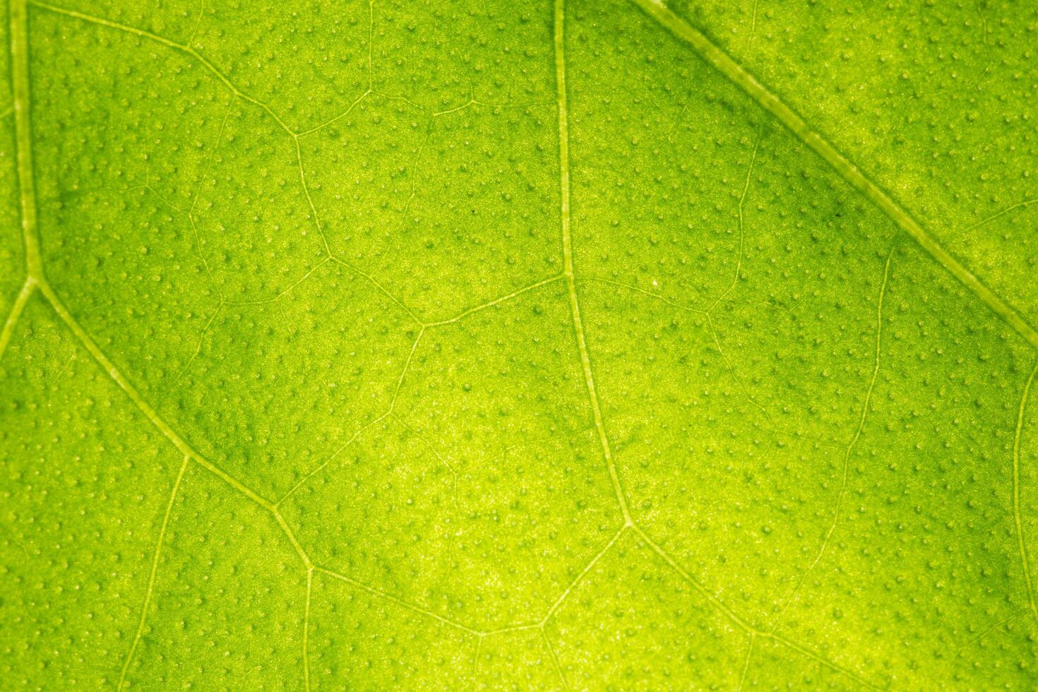 Green leaf pattern photo