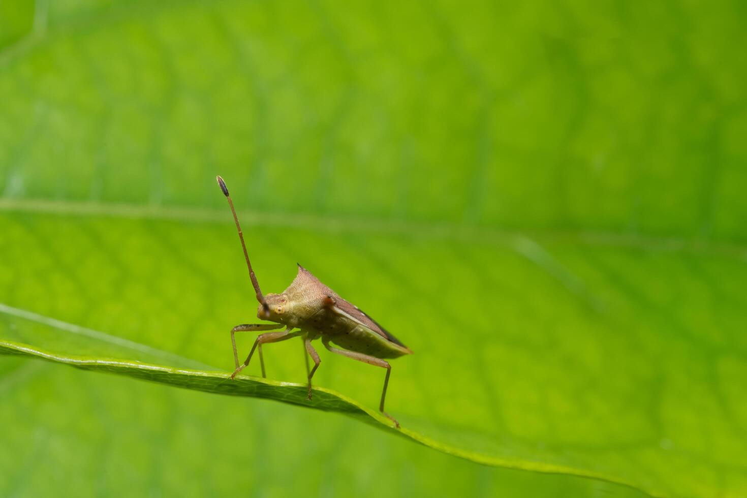 Insecto asesino marrón en una planta foto