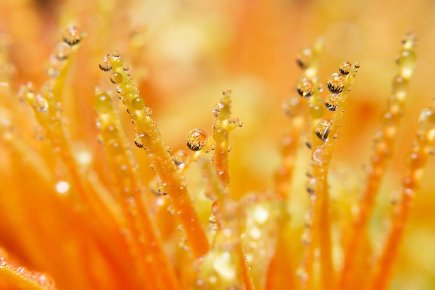 Water drops on orange flower petals, close-up photo