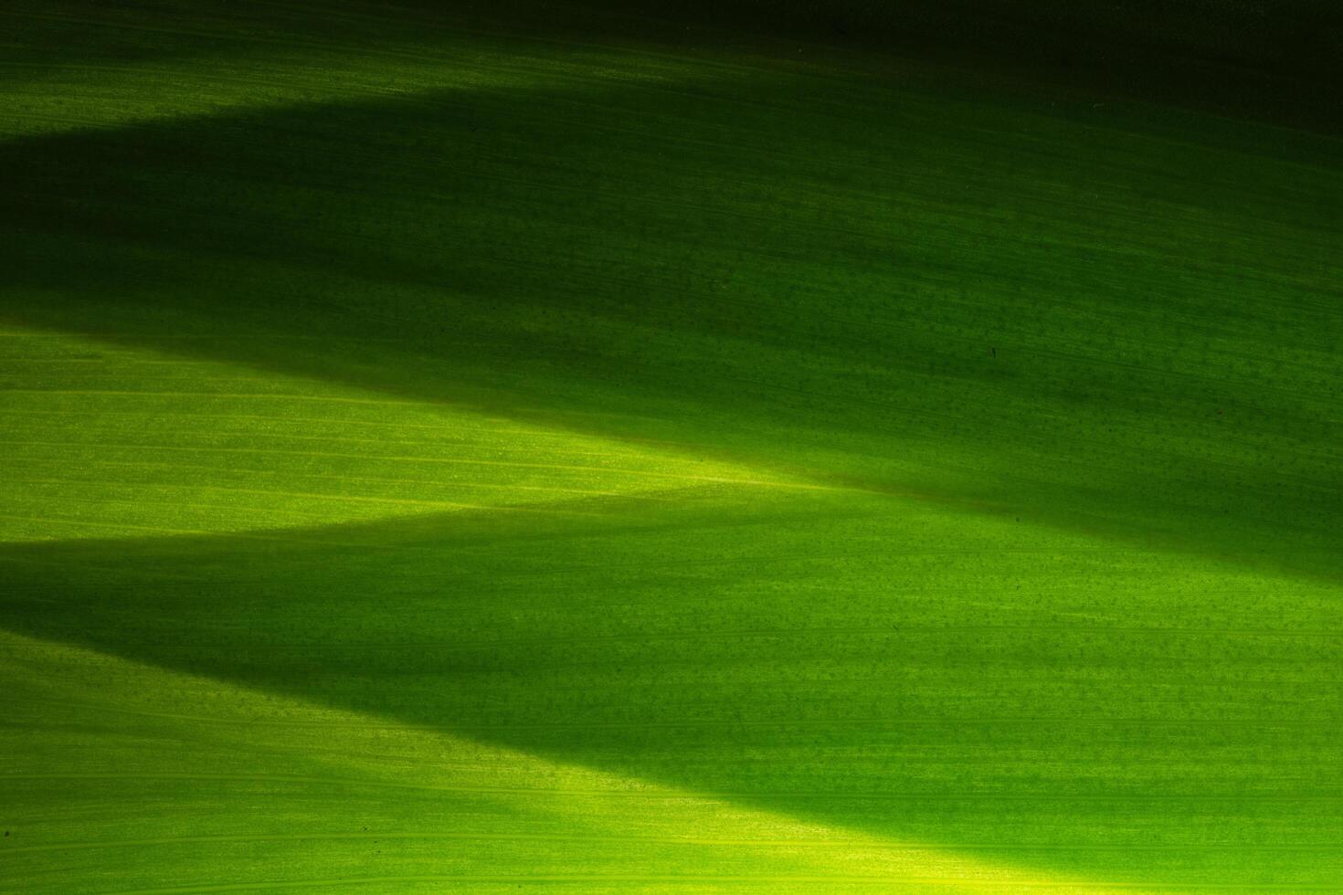 Green leaf pattern photo