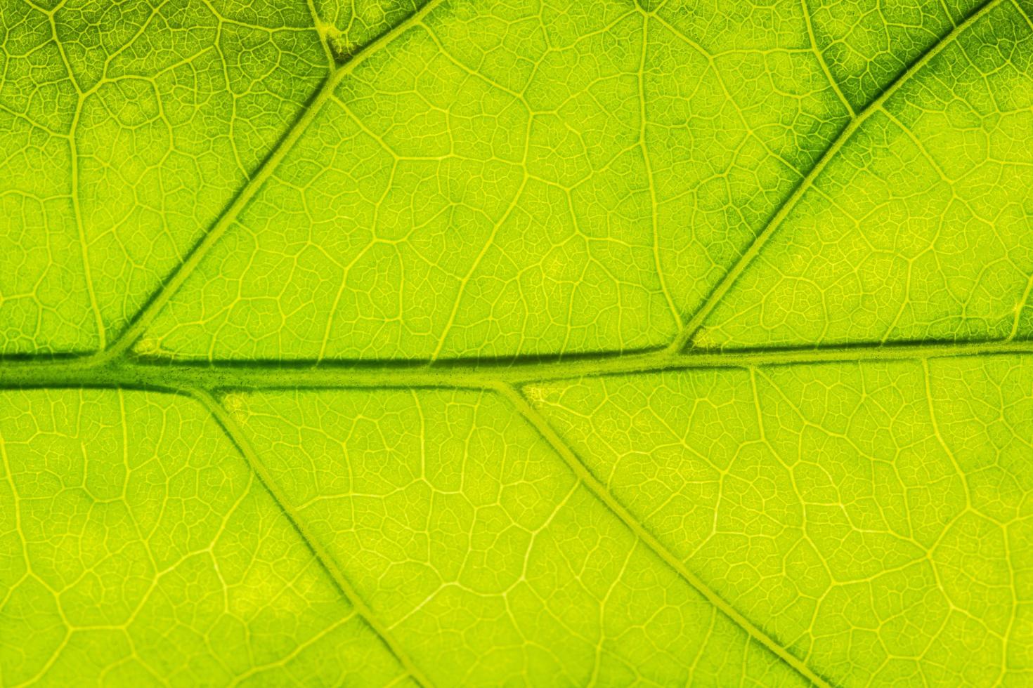 Green leaf pattern photo