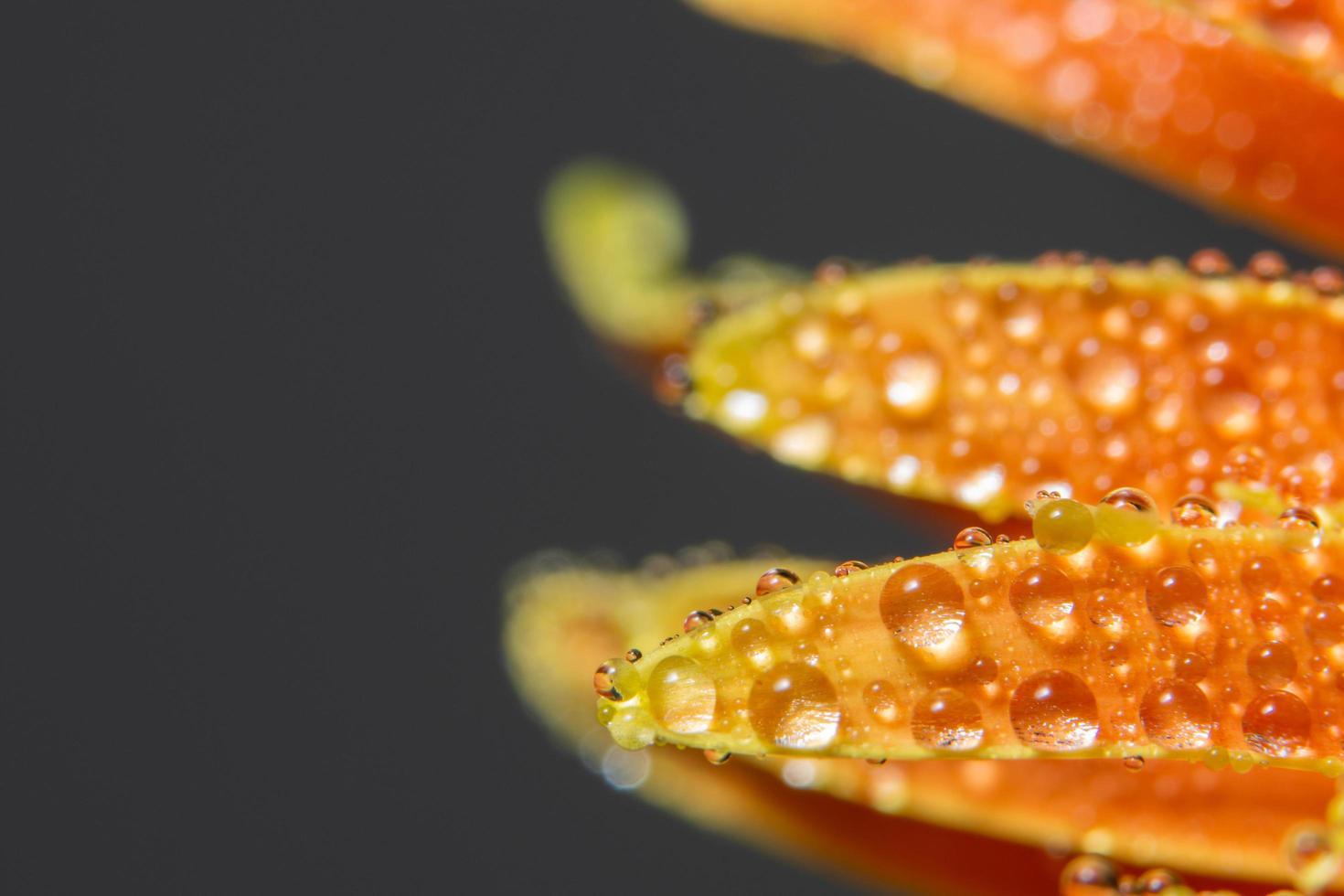 Water drops on orange flower petals, close-up photo