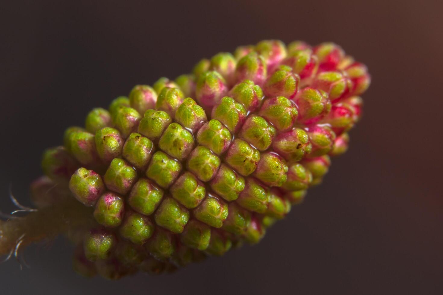 Wildflower close-up photo