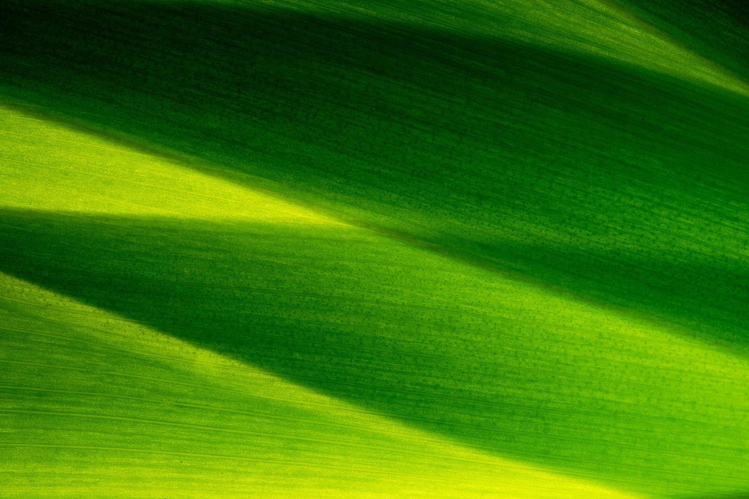 Green leaf pattern photo