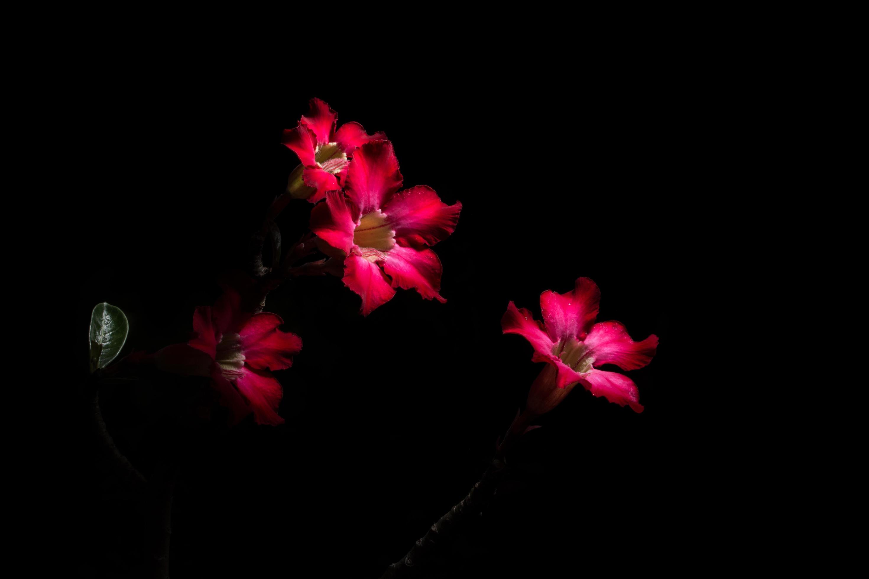 Pink flowers on black background 1854142 Stock Photo at Vecteezy