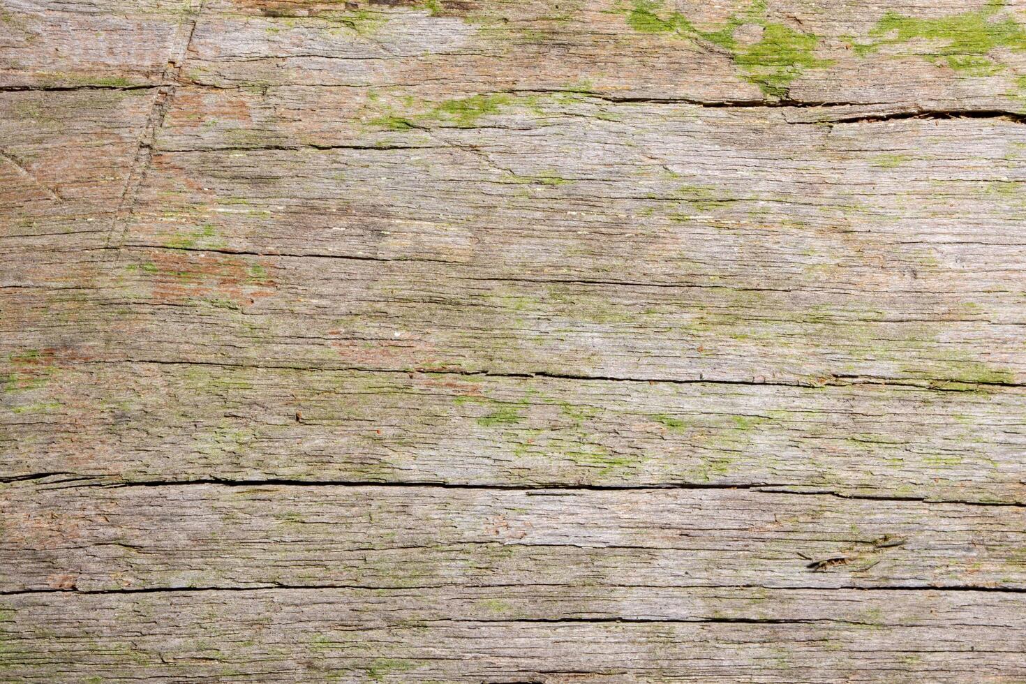 Wood texture background photo