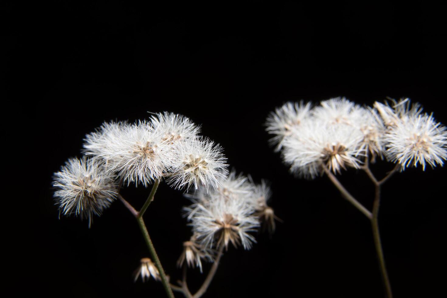 Grass flower close-up photo