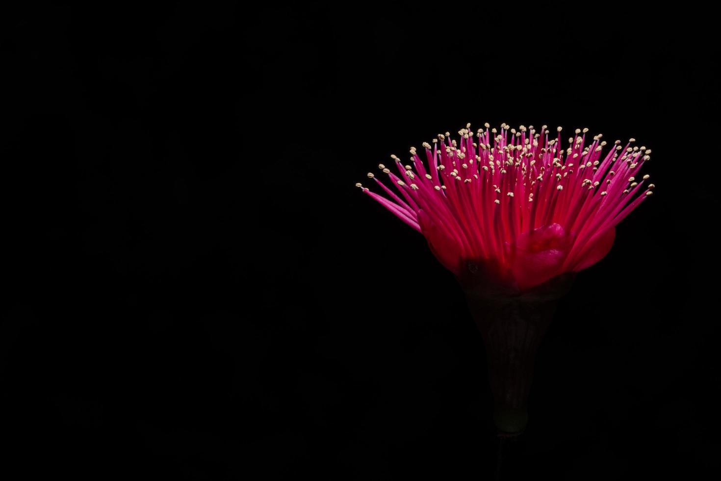 Red flower on black background photo