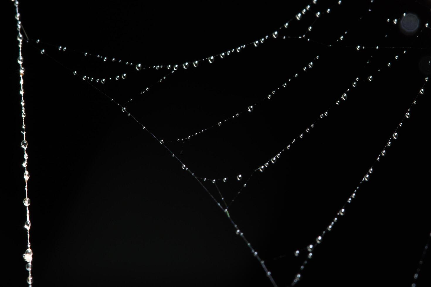 Water drops on the spider web, close-up photo