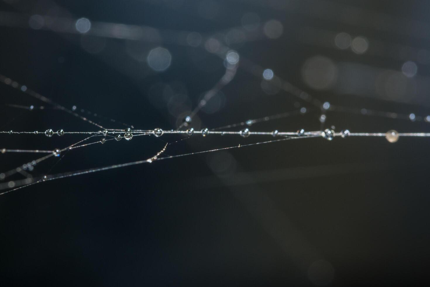 Gotas de agua sobre la telaraña, primer plano foto