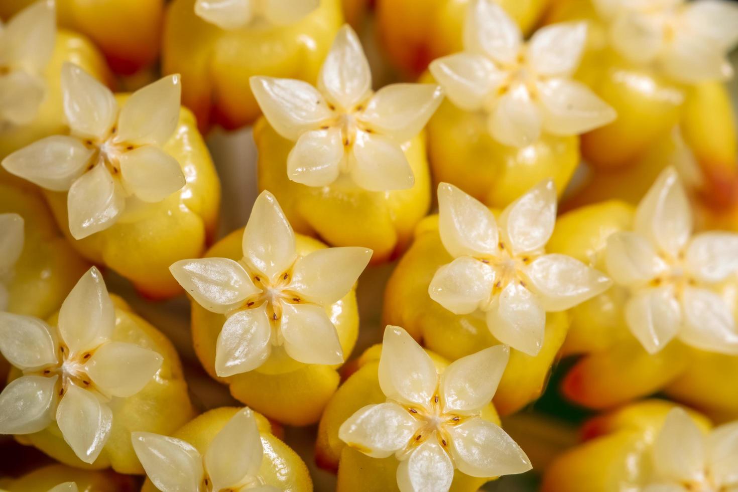 Yellow Hoya flower background photo