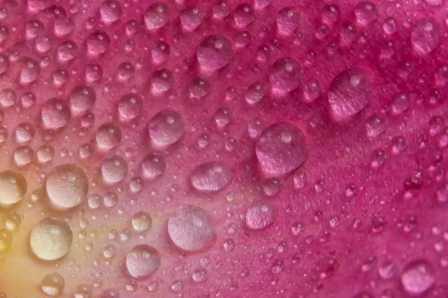 gotas de agua en los pétalos de una rosa rosa foto