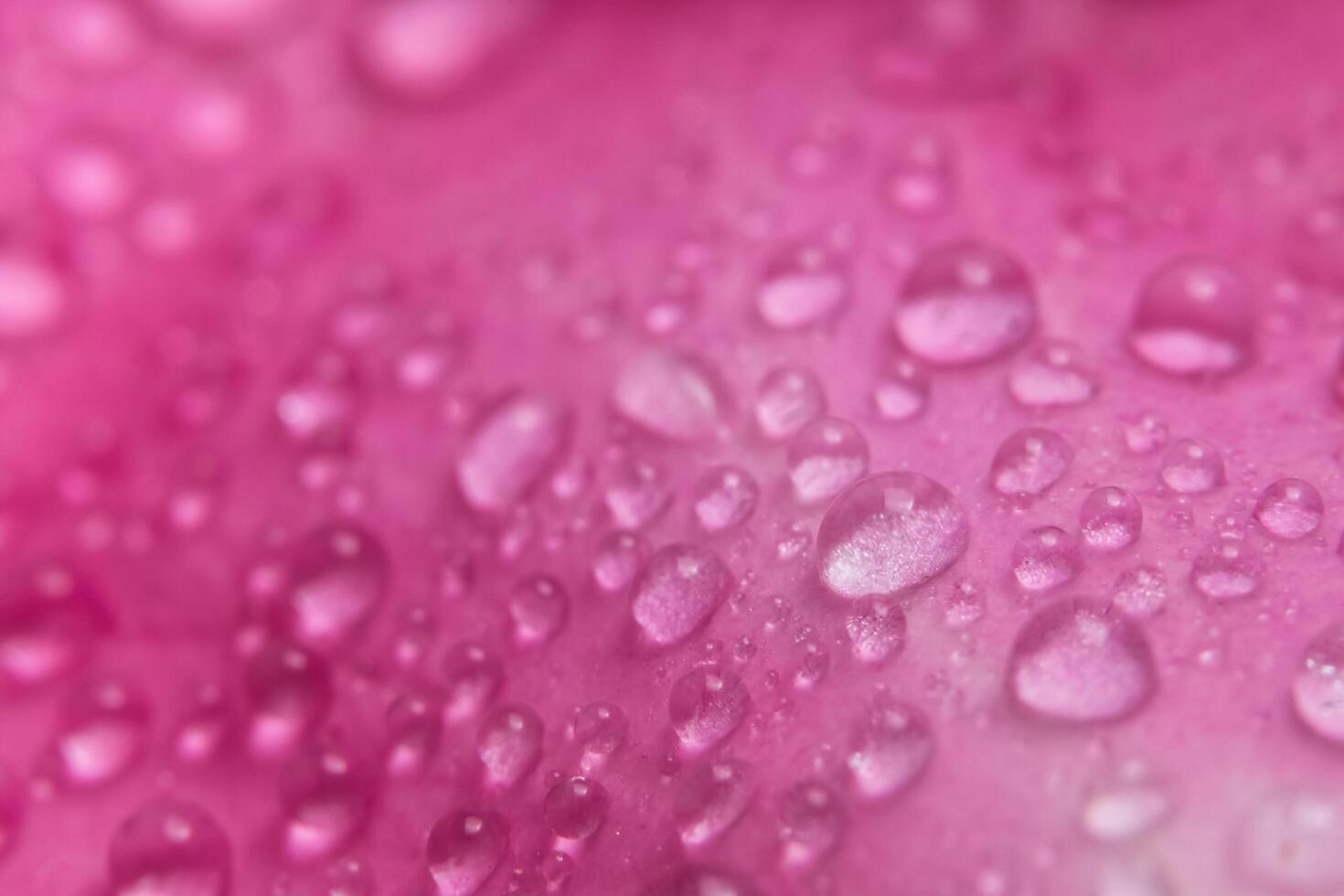 gotas de agua en los pétalos de una rosa rosa foto