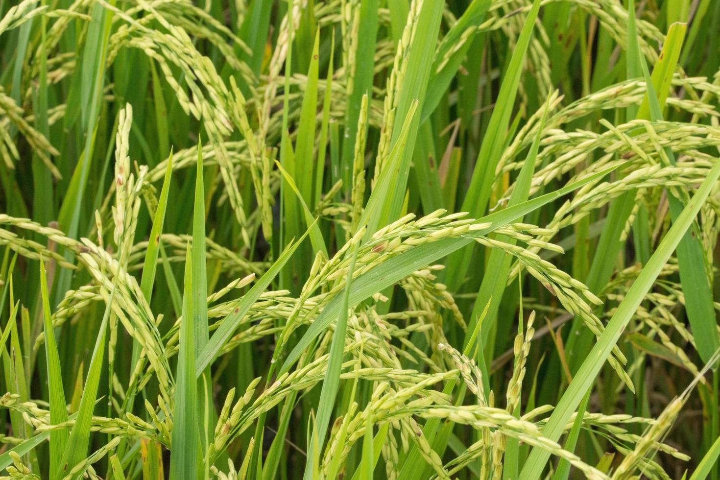 primer plano del campo de arroz verde foto