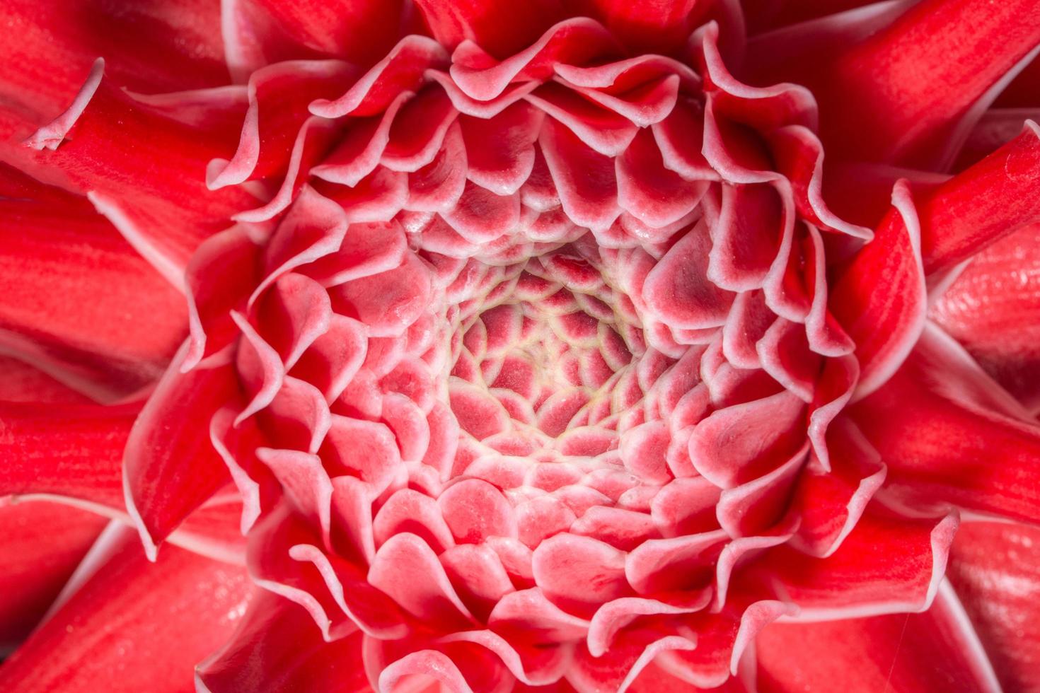 primer plano de pétalos de flor rosa foto