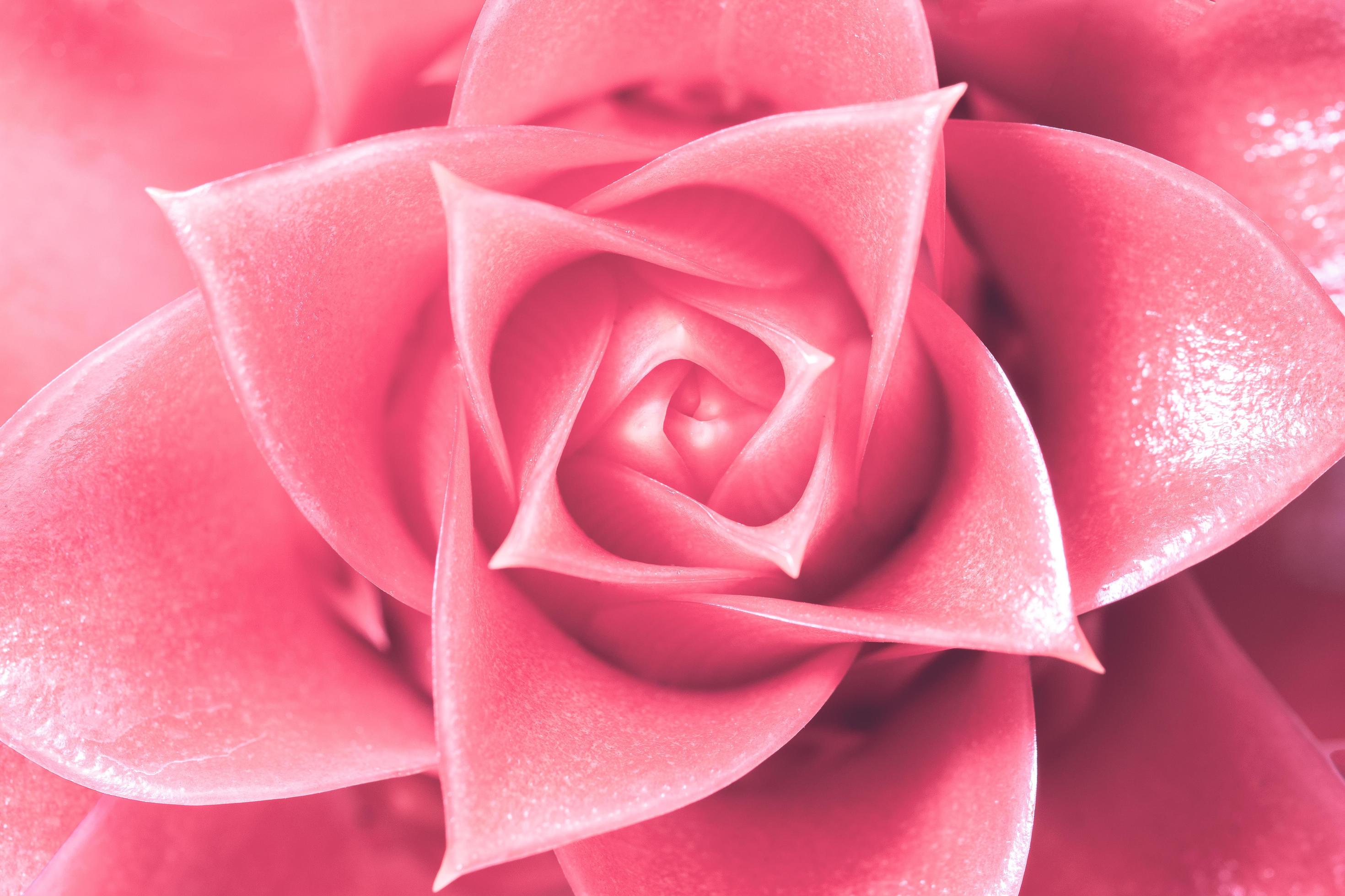 Light pink flower background 1854571 Stock Photo at Vecteezy