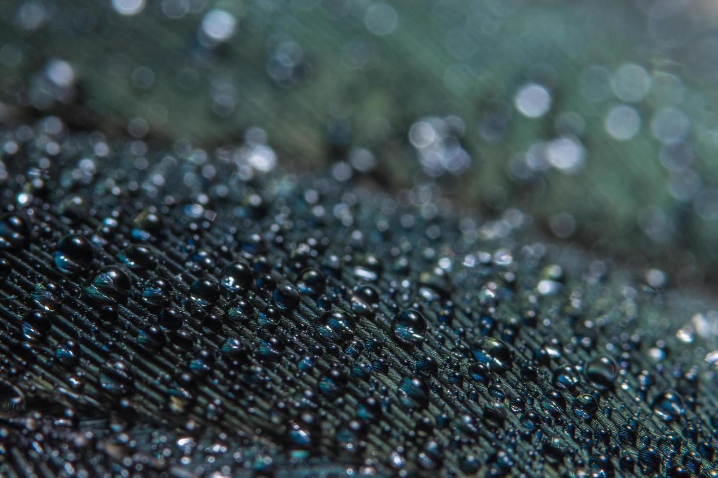 Water drops on a feather photo