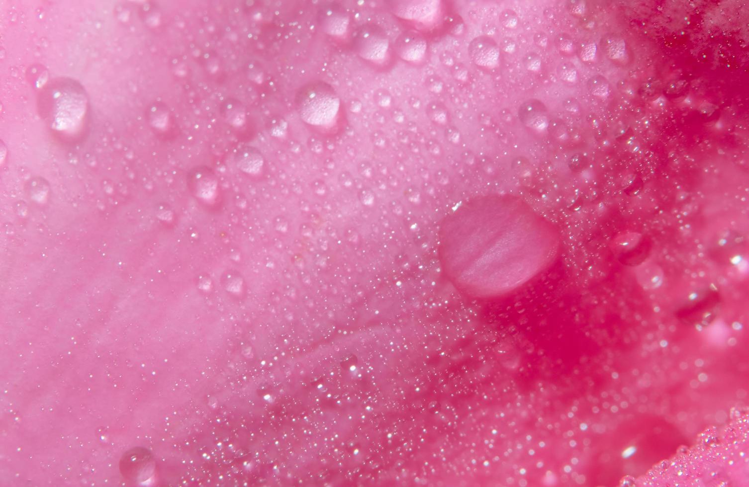 Water drops on rose petals photo