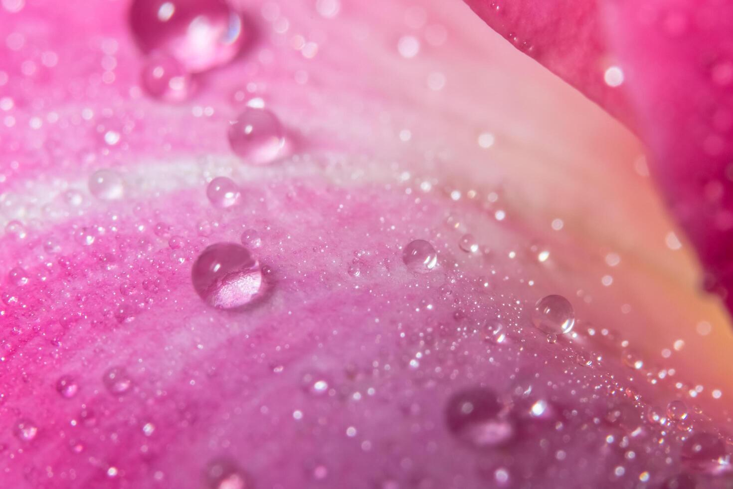 gotas de agua sobre pétalos de rosa foto