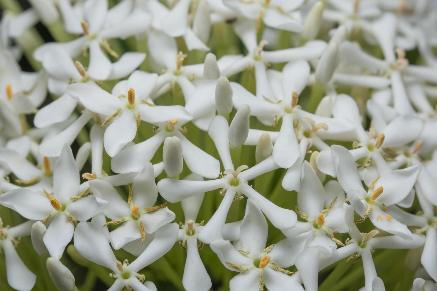 White flower background photo