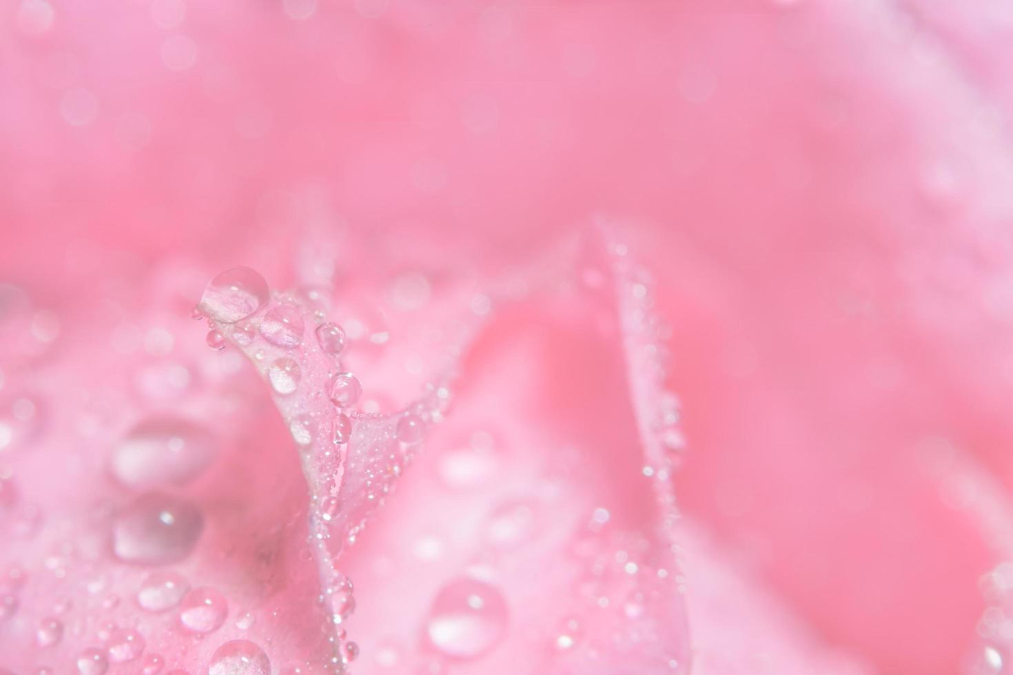 gotas de agua sobre pétalos de rosa foto