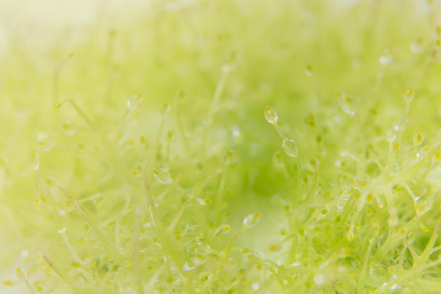 gotas de agua en una planta foto