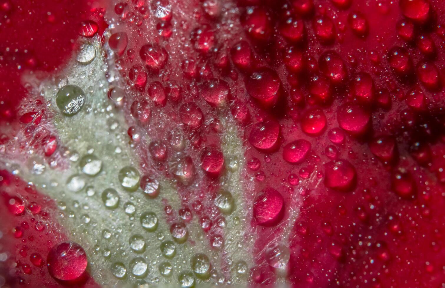 Water drops on a red rose photo