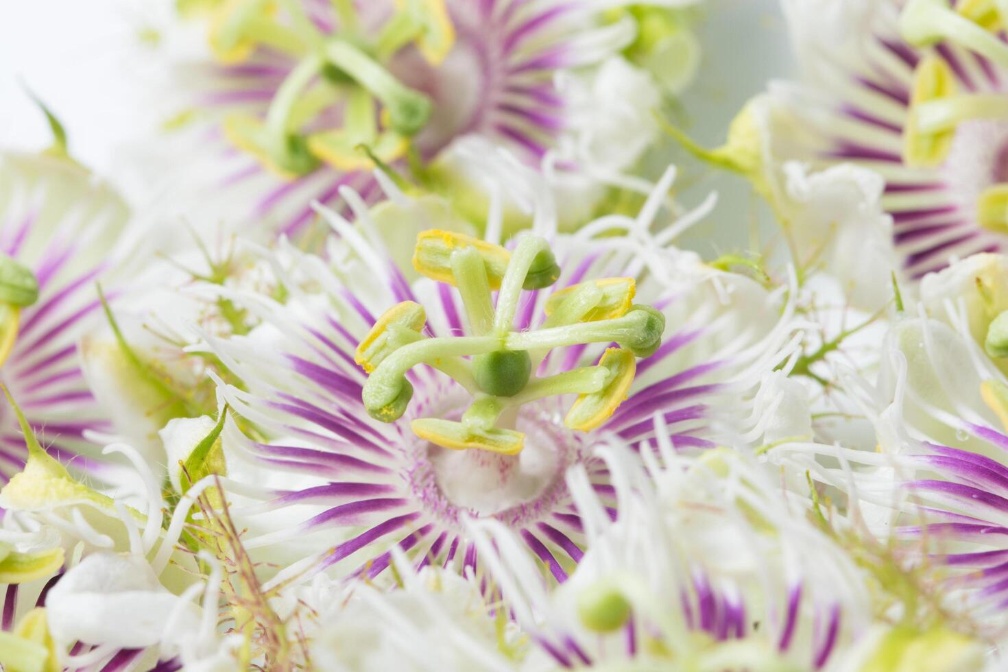 primer plano de flor morada y blanca foto