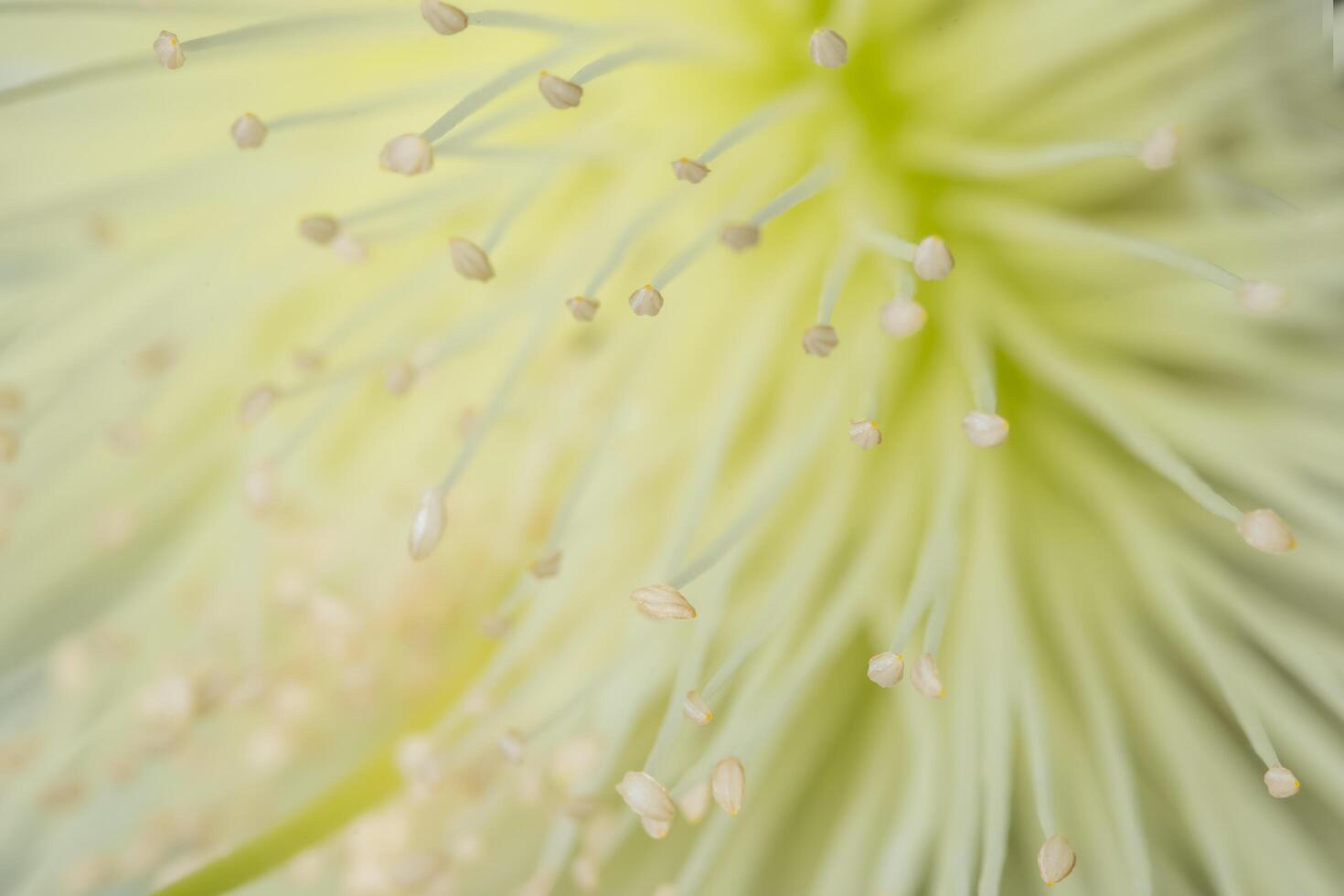 Wildflower close-up photo