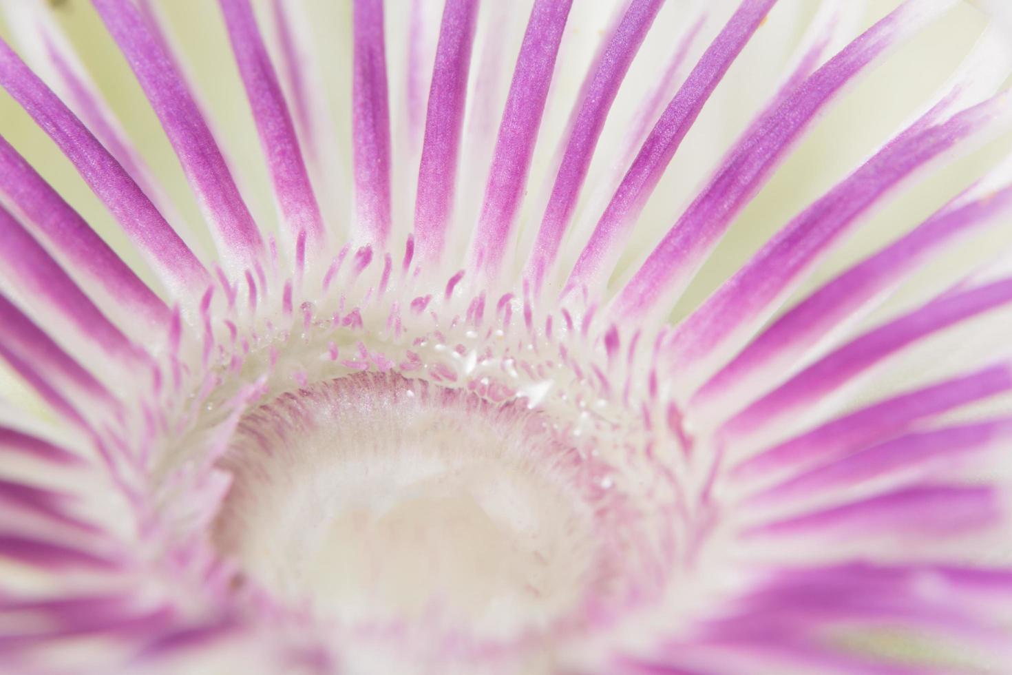 fondo de flor morada y blanca foto