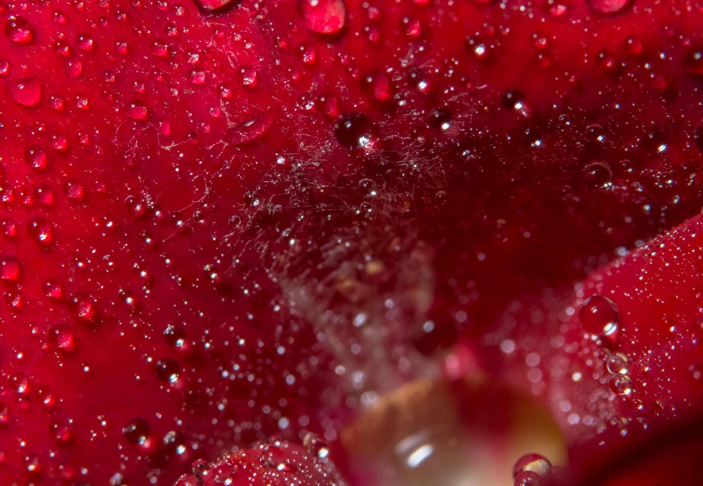 gotas de agua sobre una rosa roja foto