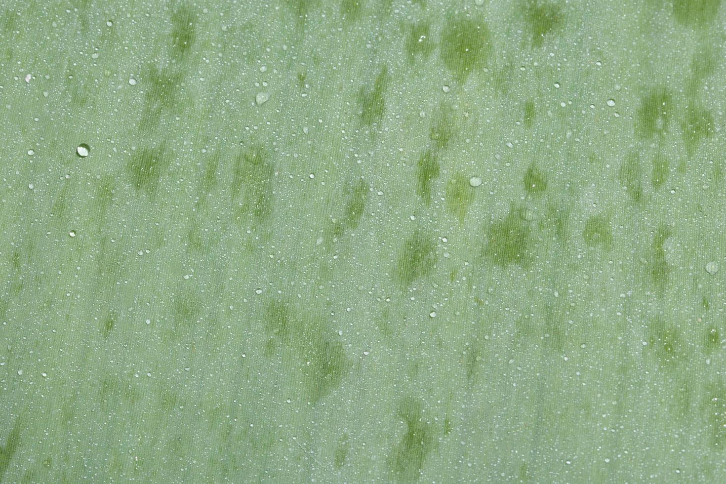 Water drops on a green leaf photo