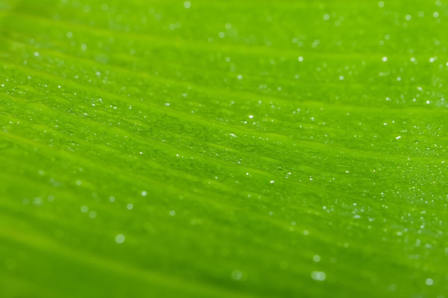 gotas de agua sobre una hoja verde foto