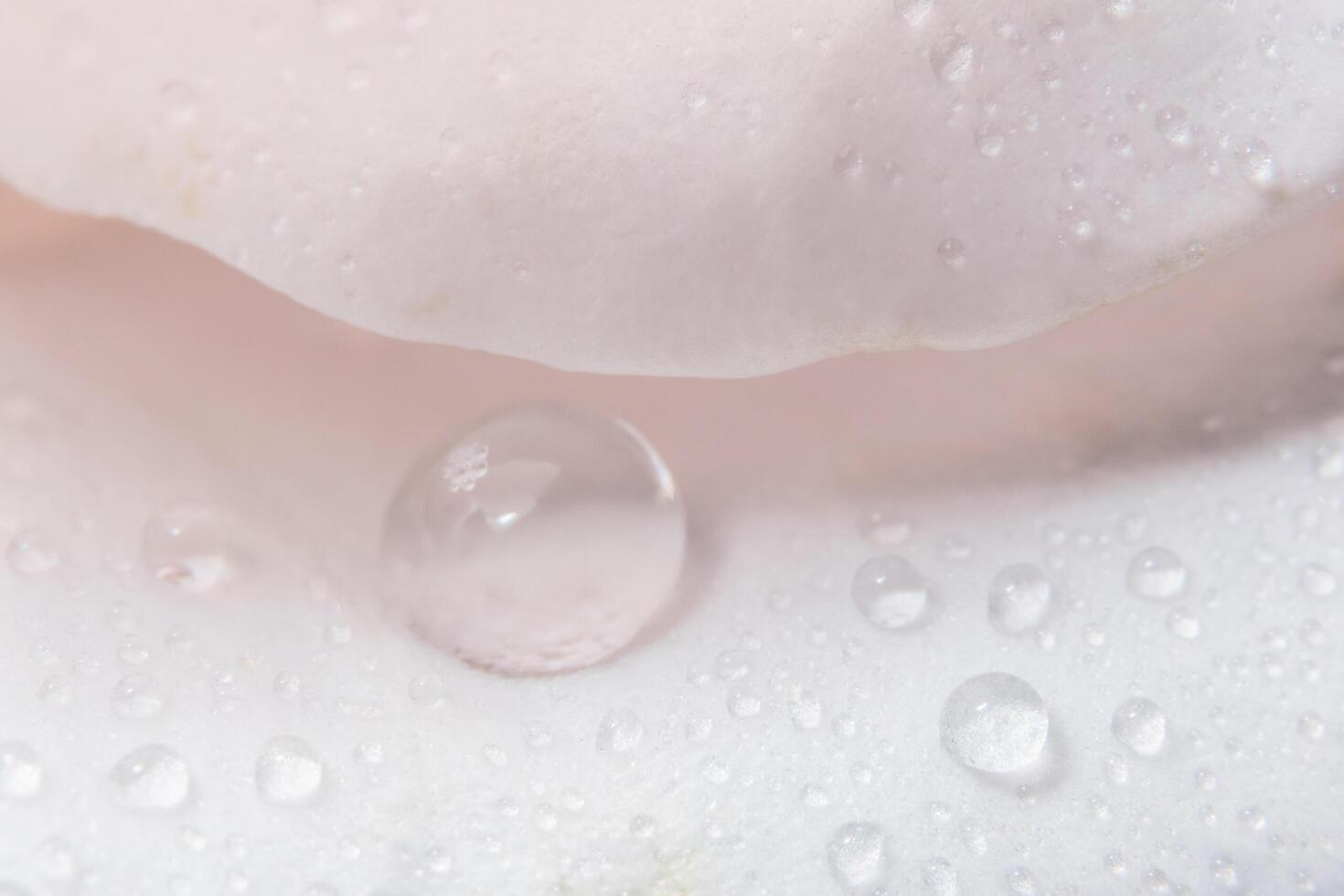 gotas de agua sobre pétalos de rosa foto