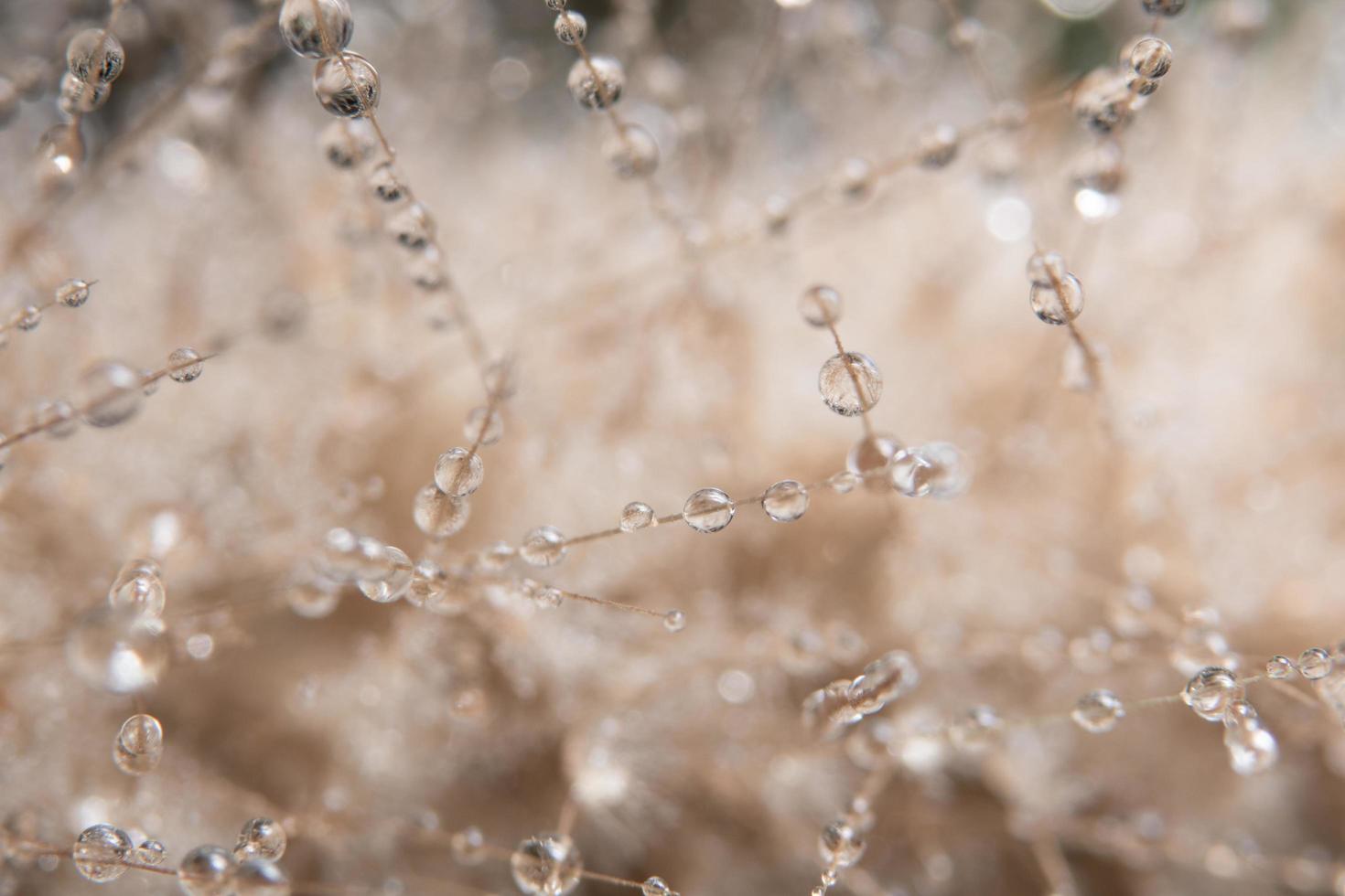 Drops of water on a flower photo