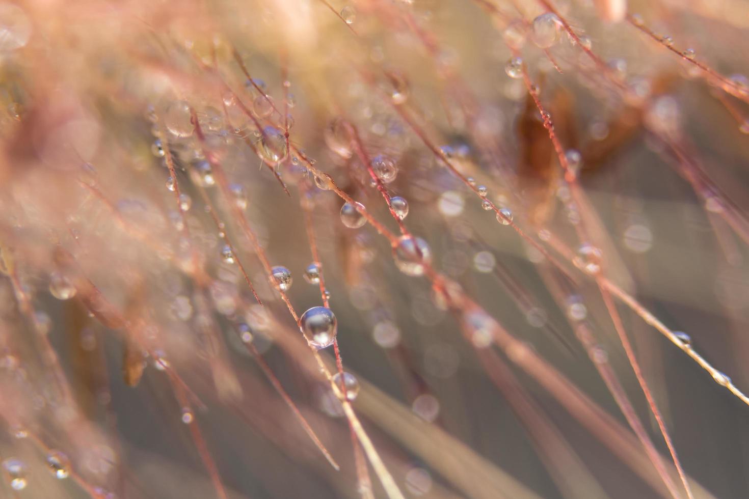 Water drops on wild flowers, blurred background photo