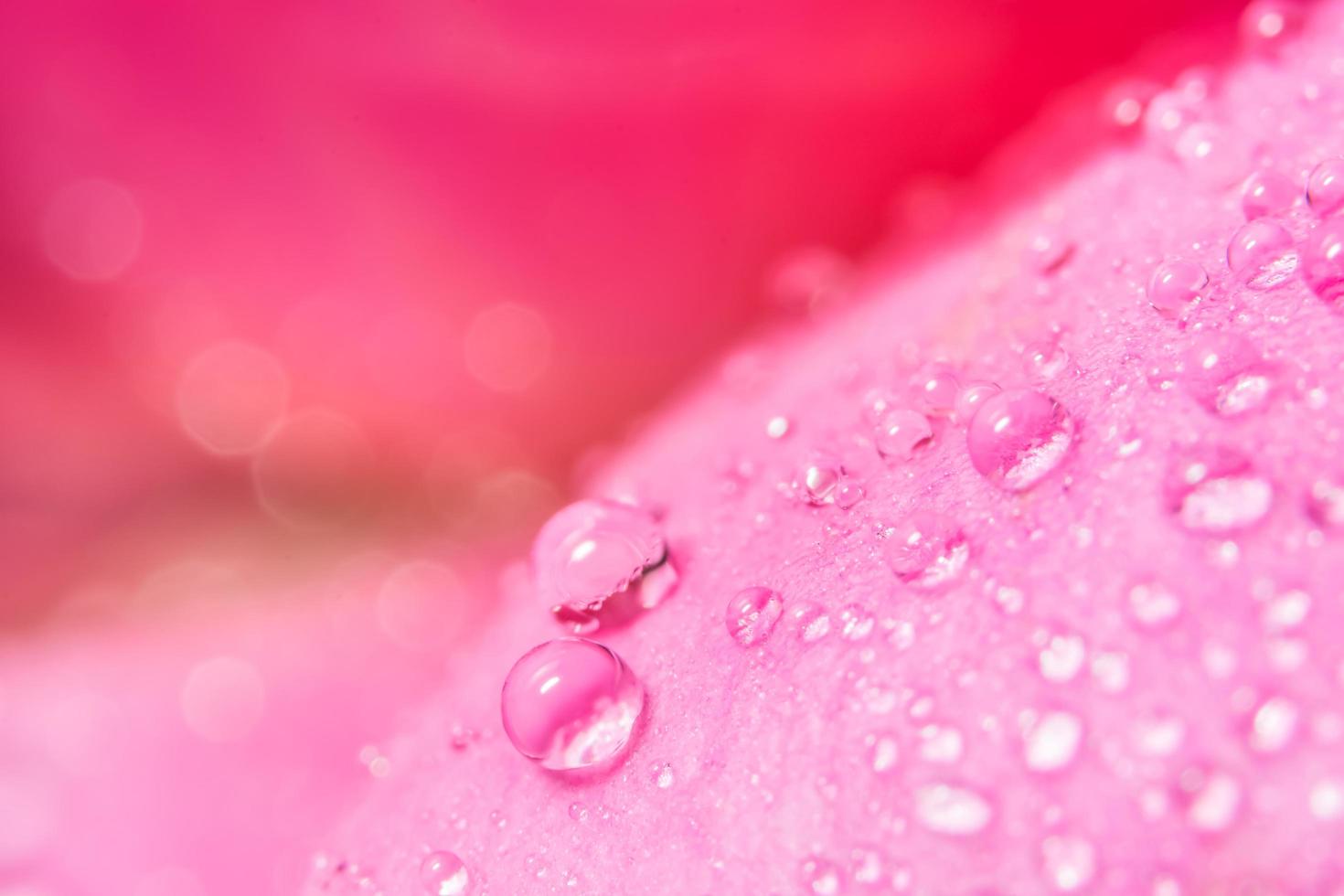 gotas de agua sobre pétalos de rosa foto