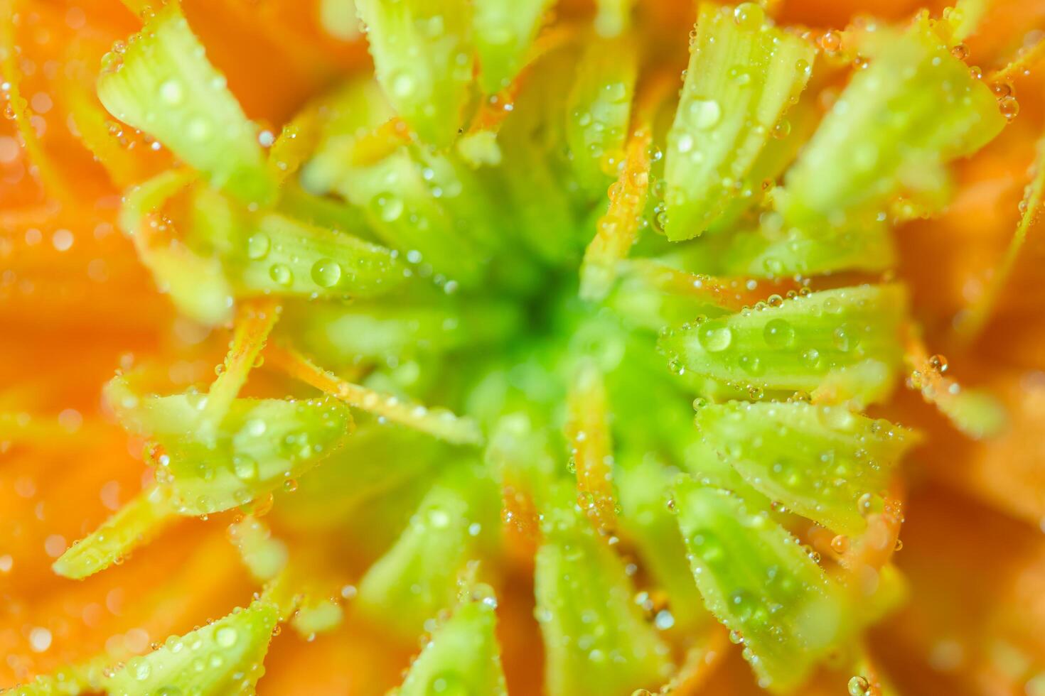 Water droplets on flower petals photo